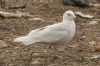 Iceland Gull at Private site with no public access (Steve Arlow) (75270 bytes)